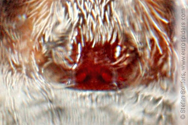Marsh wolf-spider Pardosa palustris
