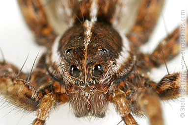 - Pardosa palustris