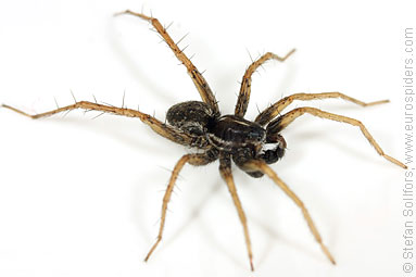 Marsh wolf-spider Pardosa palustris