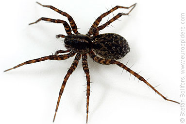 Meadow wolf-spider Pardosa prativaga