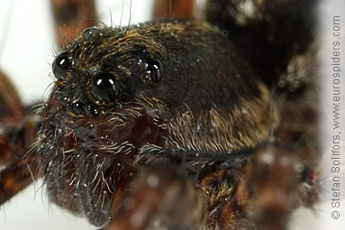 Meadow wolf-spider Pardosa prativaga