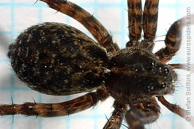 Meadow wolf-spider Pardosa prativaga