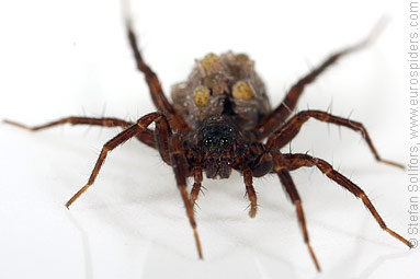 Common wolf-spider Pardosa pullata