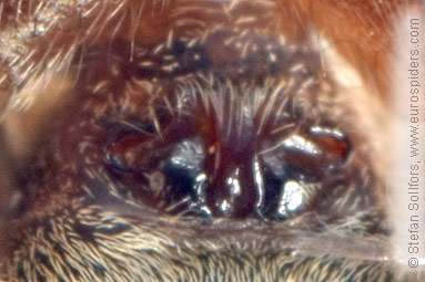 Common wolf-spider Pardosa pullata