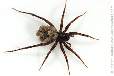 Common wolf-spider Pardosa pullata