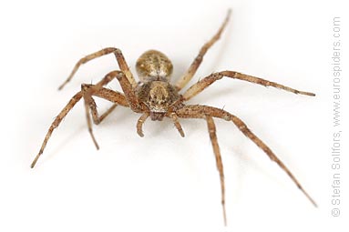 - Philodromus aureolus