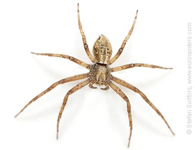 - Philodromus aureolus