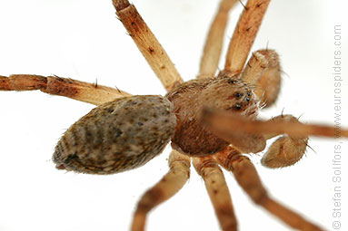 - Philodromus aureolus