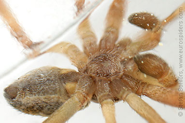 - Philodromus aureolus