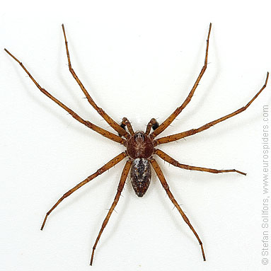 Turf running-spider Philodromus cespitum