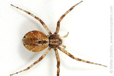 Turf running-spider Philodromus cespitum