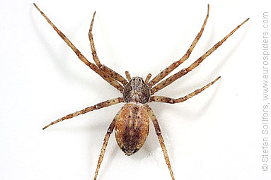 Turf running-spider Philodromus cespitum