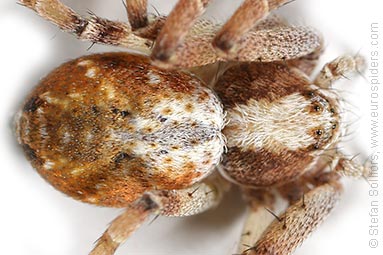 - Philodromus cespitum