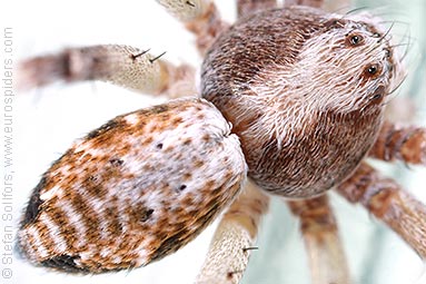 - Philodromus cespitum