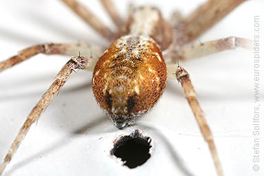 - Philodromus cespitum