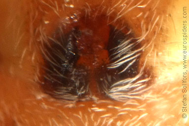 Turf running-spider Philodromus cespitum