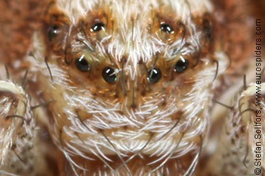- Philodromus cespitum
