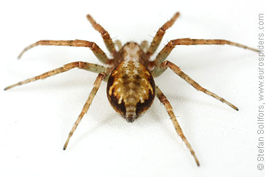 Turf running-spider Philodromus cespitum