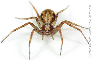 Turf running-spider Philodromus cespitum