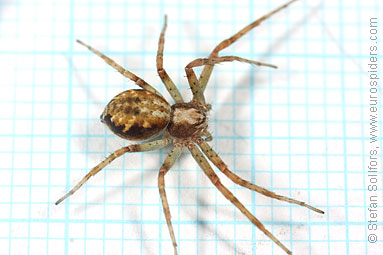 Turf running-spider Philodromus cespitum