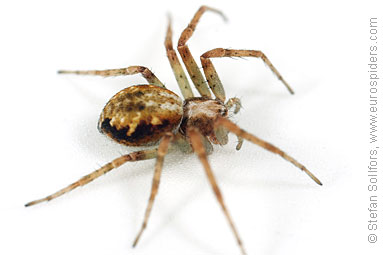 Turf running-spider Philodromus cespitum