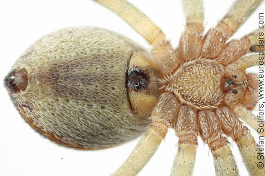 Turf running-spider Philodromus cespitum
