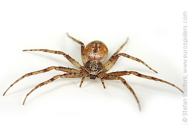 Turf running-spider Philodromus cespitum