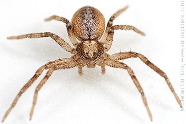 - Philodromus cespitum