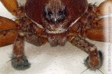 Turf running-spider Philodromus cespitum