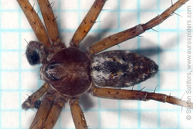 Turf running-spider Philodromus cespitum