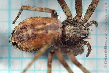 Turf running-spider Philodromus cespitum