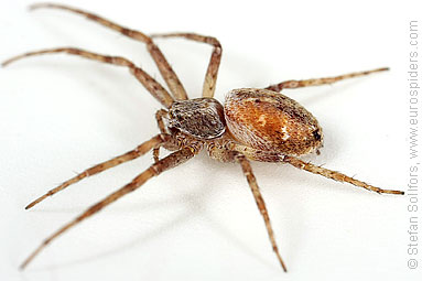 Turf running-spider Philodromus cespitum