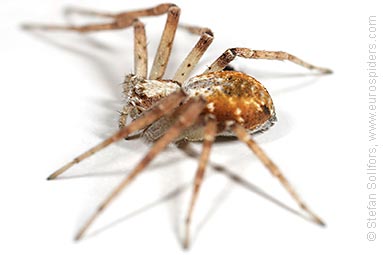 - Philodromus cespitum