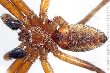 Turf running-spider Philodromus cespitum