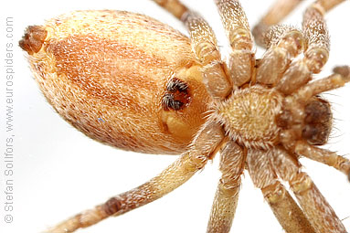 Turf running-spider Philodromus cespitum