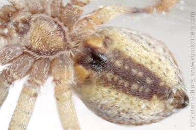 - Philodromus cespitum