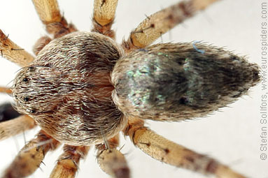 - Philodromus collinus