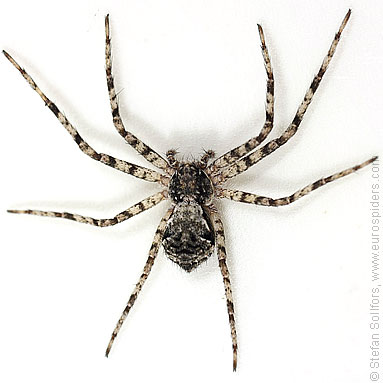 Lichen running-spider Philodromus margaritatus