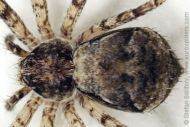 Lichen running-spider Philodromus margaritatus