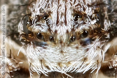 Lichen running-spider Philodromus margaritatus