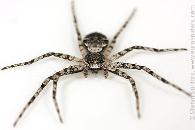 Lichen running-spider Philodromus margaritatus