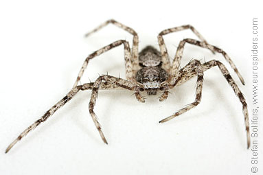 Lichen running-spider Philodromus margaritatus