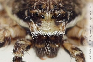 Lichen running-spider Philodromus margaritatus