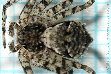 Lichen running-spider Philodromus margaritatus