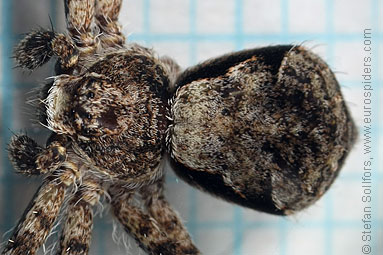 Lichen running-spider Philodromus margaritatus