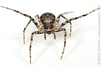 Lichen running-spider Philodromus margaritatus