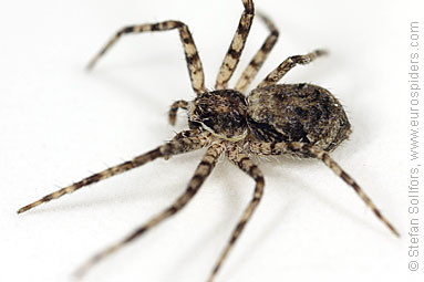 Lichen running-spider Philodromus margaritatus