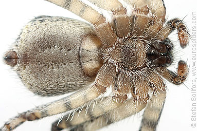 Lichen running-spider Philodromus margaritatus