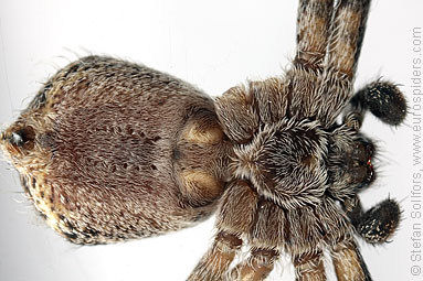 Lichen running-spider Philodromus margaritatus