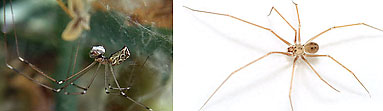 Salticidae spider photos
